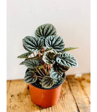 Pepperomia  Ripple (green or red) 4"