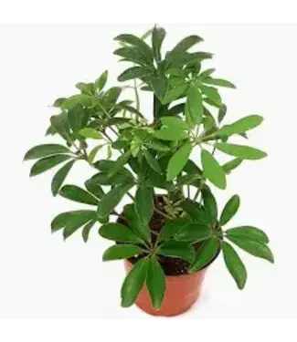 Arboricola (Dwarf Umbrella) 4"
