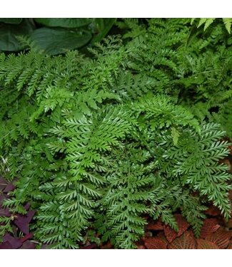 Fern Austral Gem 6"