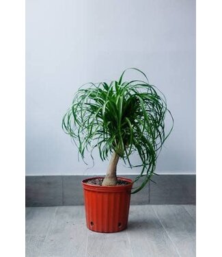 The Plant Shoppe Palm-Ponytail Guatemalan 10"