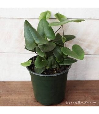 Heart Fern 4"