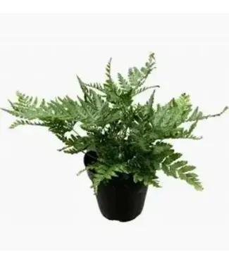 Autumn Fern 4"