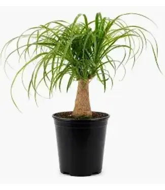 The Plant Shoppe Palm- Ponytail 8"