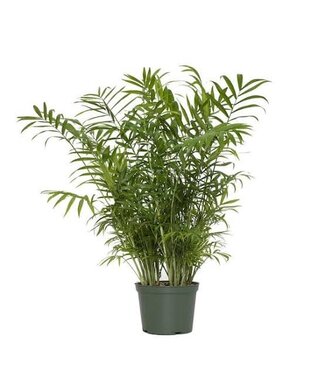 Parlour Palm 6in