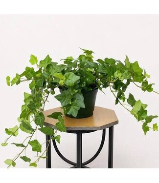 English Ivy Asst 6"