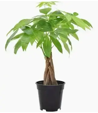 Pachira Money Tree 4"