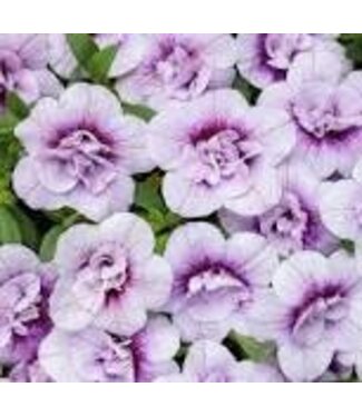Proven Winner Calibrachoa PW asst 1 qt