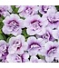 Proven Winner Calibrachoa PW asst 1 qt