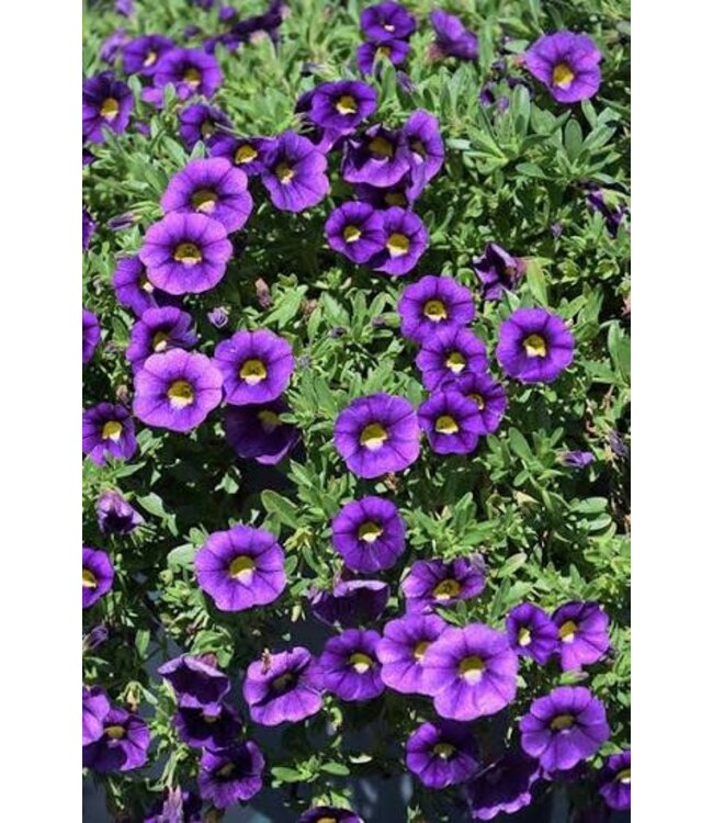 Proven Winner Calibrachoa PW asst 1 qt