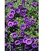 Proven Winner Calibrachoa PW asst 1 qt