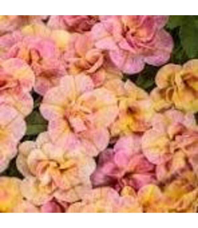 Proven Winner Calibrachoa PW asst 1 qt