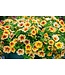 Proven Winner Calibrachoa PW asst 1 qt