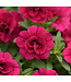 Proven Winner Calibrachoa PW asst 1 qt