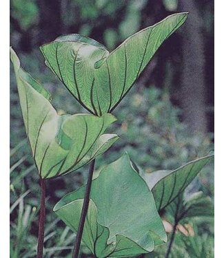 Colocasia Coffee Cups 1G