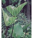 Colocasia Coffee Cups 1G