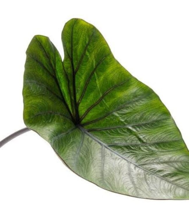 Colocasia Coffee Cups 1G