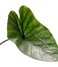 Colocasia Coffee Cups 1G