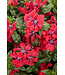 Cuphea Watermelon Wine 1Q PW