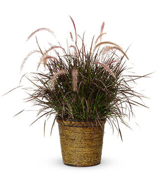 Proven Winner Purple Fountain Grass 6" PW