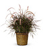 Proven Winner Purple Fountain Grass 6" PW