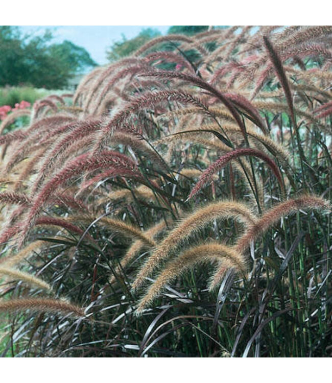 Proven Winner Purple Fountain Grass 6" PW