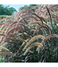 Proven Winner Purple Fountain Grass 6" PW