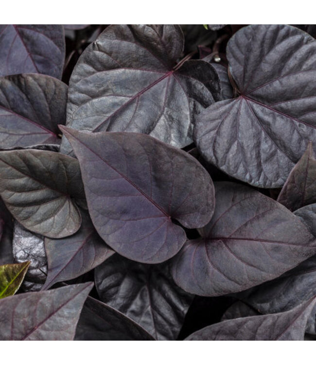 Proven Winner Sweet Potato Vine Asst Colors 1Q PW