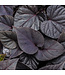 Proven Winner Sweet Potato Vine Asst Colors 1Q PW