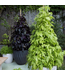Proven Winner Sweet Potato Vine Asst Colors 1Q PW