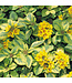 Lysimachia Waikiki Sunset 1Q PW