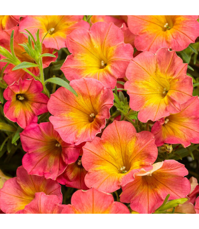 Proven Winner Petunia Supertunia  Asst 1Q PW
