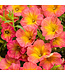 Proven Winner Petunia Supertunia  Asst 1Q PW