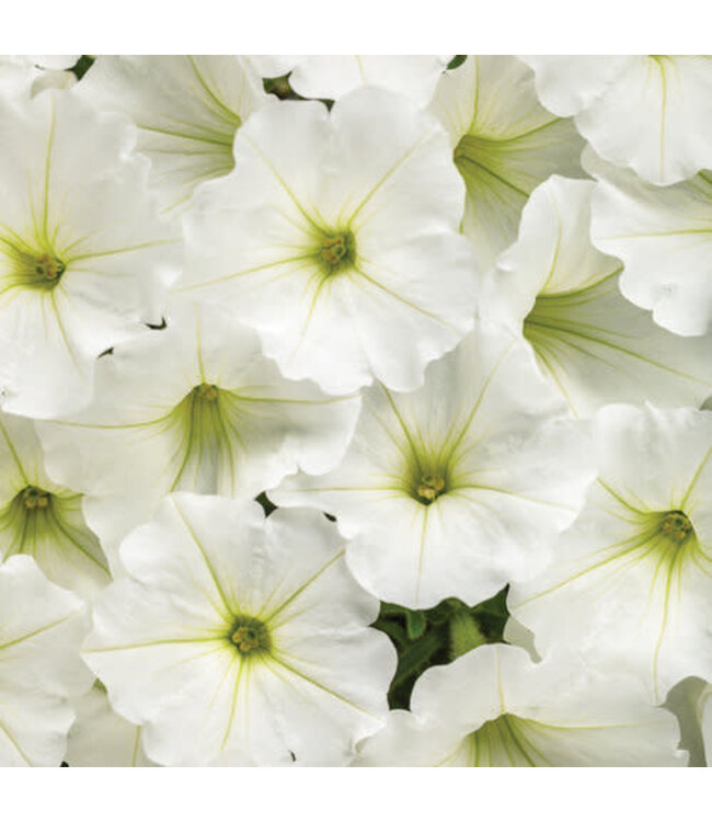 Proven Winner Petunia Supertunia  Asst 1Q PW