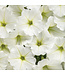 Proven Winner Petunia Supertunia  Asst 1Q PW