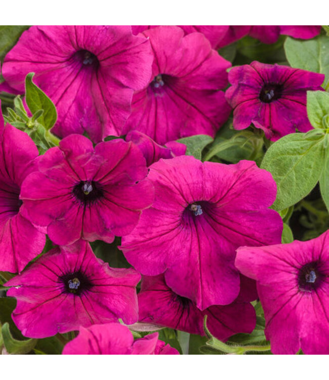 Proven Winner Petunia Supertunia  Asst 1Q PW