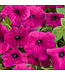 Proven Winner Petunia Supertunia  Asst 1Q PW