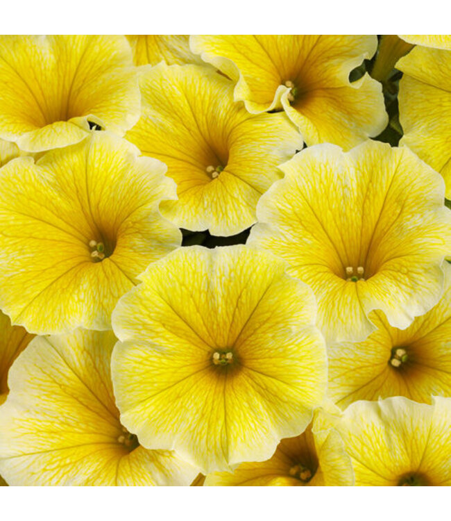 Proven Winner Petunia Supertunia  Asst 1Q PW