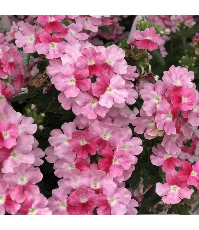 Proven Winner Verbena 'Superbena' Asst Colors  PW 1q