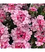 Proven Winner Verbena 'Superbena' Asst Colors  PW 1q