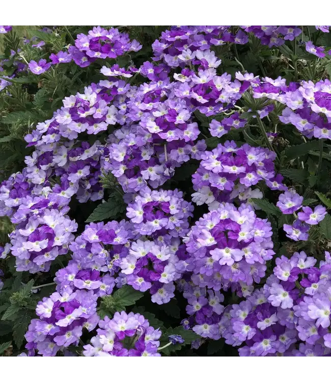 Proven Winner Verbena 'Superbena' Asst Colors  PW 1q