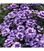 Proven Winner Verbena 'Superbena' Asst Colors  PW 1q