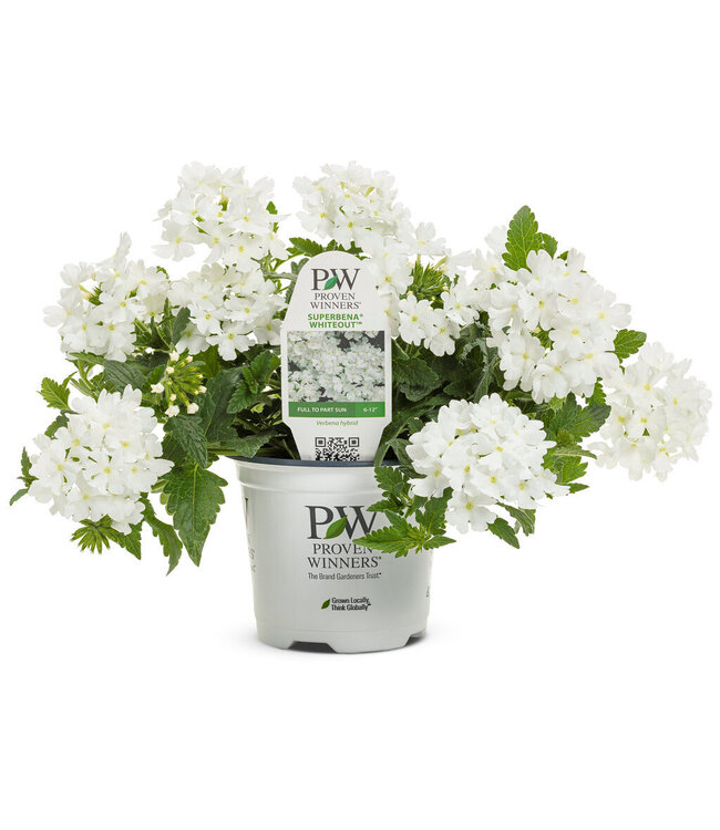 Proven Winner Verbena 'Superbena' Asst Colors  PW 1q