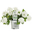 Proven Winner Verbena 'Superbena' Asst Colors  PW 1q