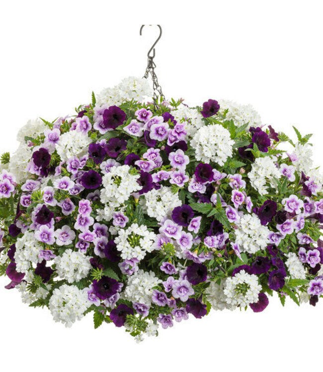 Proven Winner Verbena 'Superbena' Asst Colors  PW 1q