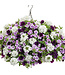 Proven Winner Verbena 'Superbena' Asst Colors  PW 1q