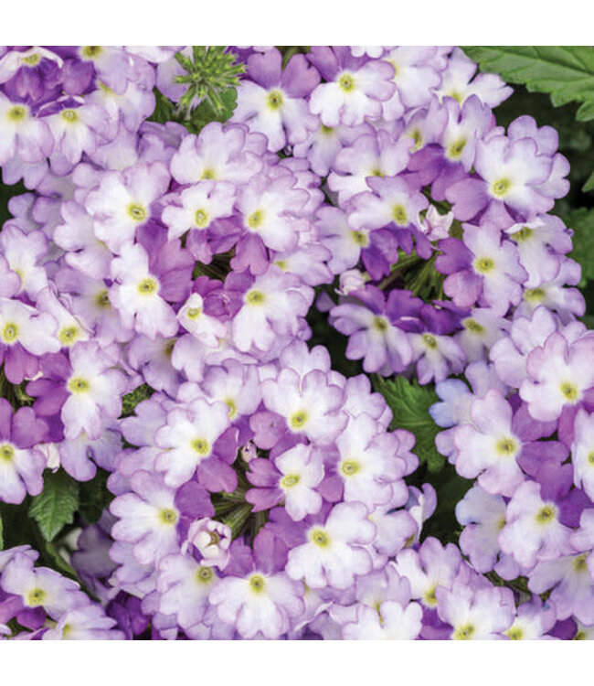 Proven Winner Verbena 'Superbena' Asst Colors  PW 1q