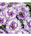 Proven Winner Verbena 'Superbena' Asst Colors  PW 1q