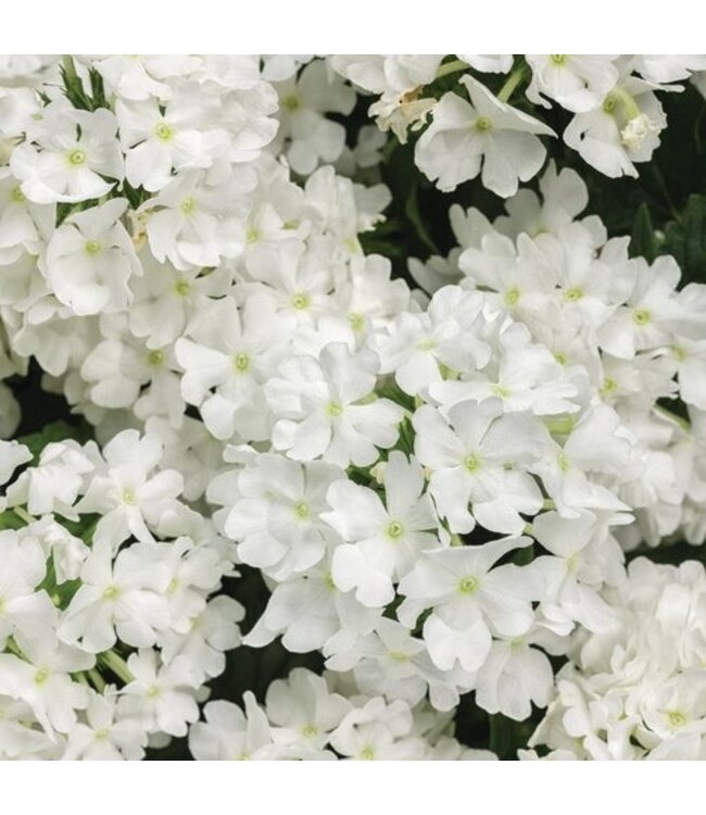 Proven Winner Verbena 'Superbena' Asst Colors  PW 1q