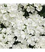 Proven Winner Verbena 'Superbena' Asst Colors  PW 1q