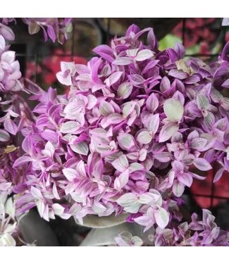 HB Wandering Jew 'Pink Panther' 10" Hanging Basket